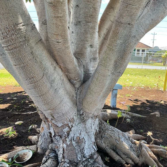 A tiny Slice of my Island Homes ❤️ - Picture 6 of 15